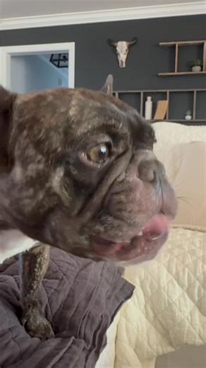 This morning we find the little Lord of the Manner enjoying a late morning snack of peanut butter on apple, fresh off his farm rounds. At the beginning of a week long vacation, it is important to set expectations. Sleep, snack, play and repeat. 😴🥪🌮🐔🐷🎾 | Urban French Farmers