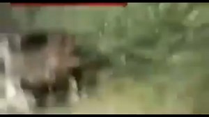 An Indian section (squad) ambushes militants. Enemy visible. Date unknown. Kashmir region. Subtitled.