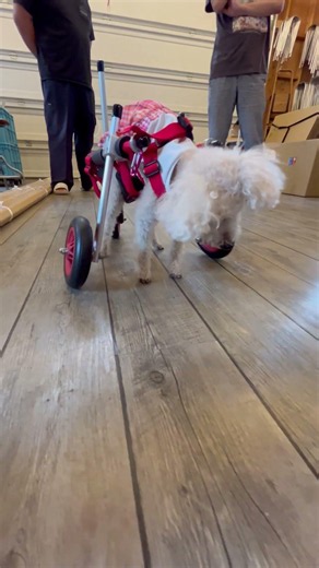2026.06.04「はな工房」の犬用車椅子 大阪府 トイプードル マロンちゃん♪