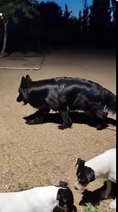 208K views · 9K reactions | Growing old with a German Shepherd is a journey filled with love, loyalty, and companionship. By understanding the aging process and providing appropriate care, you can ensure your furry friend enjoys their golden years to the fullest. The bond you share will only strengthen, creating lasting memories that will warm your heart for years to come. | German Shepherd Dog Philippines | Facebook