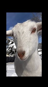 Let’s test out your animal communication skills! Step 1. Center your energy Step 2. Look at her adorable face and feel into the image Step 3. Record/comment the VERY FIRST few things (images, sensations, shifts you sense, words you hear etc) in the comments WITHOUT second guessing yourself! You’ve got this! She can’t wait to connect with you! I’ll offer feedback as I can, if she gets tired of this exercise I’ll cut it off, we don’t to totally overwhelm her but she thinks this is going to be fun 