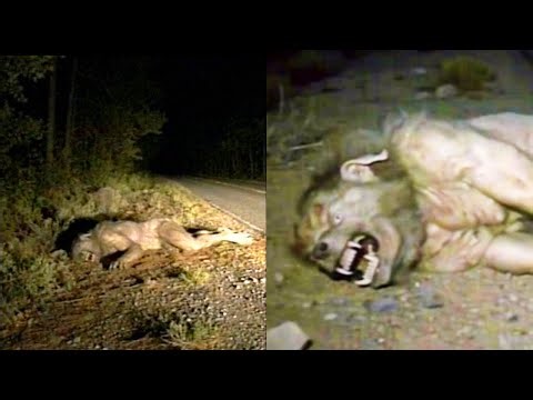 DOGMAN HIT BY SEMI AT 80 MPH - Highway Accident Turned Into a Cover-Up ! - Dogman Stories