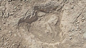 Reasons to Love San Angelo: Prehistoric tracks