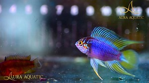 28K views · 926 reactions | Phượng Hoàng Apistogramma Borellii - Umbrella Dwarf Cichlid Giao diện hổ báo vậy chứ tont màu thì lạnh ngắt nha ‍↕️略 | Aura Aquatic - Cá Cảnh & Thuỷ Sinh Aura | Facebook