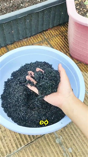 Why rice hull charcoal is replacing rice husk ash in soil mixes #gardening #growingvegetables #soil