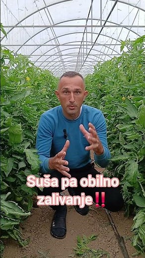 Paradajz uvija list? Evo pravog razloga! 🍅