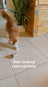 68K views · 19K reactions | One of the easiest enrichment toys to...