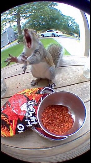Squirrel Tries the Spicy Chip Challenge 🌶🤣🔥 A funny moment on the porch — this brave squirrel decided to try the spiciest chip ever! His reaction will make your day 😂🔥🐿 #SpicyChipChallenge #FunnyAnimals #SquirrelChallenge #AnimalComedy #ViralReel #FunnyVideo #SquirrelReaction #SpicyChallenge #CuteAnimals #ComedyReel #FunReels #LalaSana #EntertainmentVideo | Lala Sana