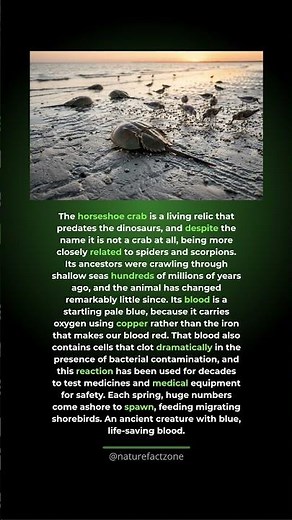 The Horseshoe Crab Has Blue Blood That Saves Lives