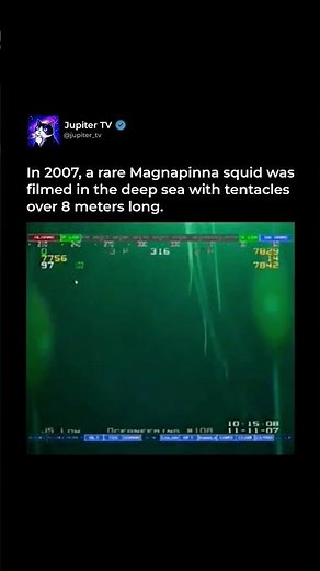 Magnapinna Squid 🦑