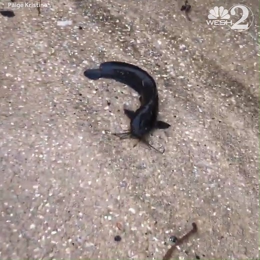 83K views · 165 reactions | WALKING CATFISH  You never know what you'll see on the streets of Brevard County. | WESH 2 News | Facebook