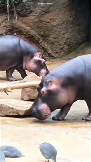 💩 Why Do Hippos Spray Their Poop? 🦛 | Amazing Animal Behavior Explained #shorts