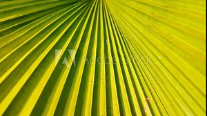Close-up of a vibrant green palm leaf with a pattern of parallel lines radiating from the spine, suitable for environmental or nature-themed backgrounds