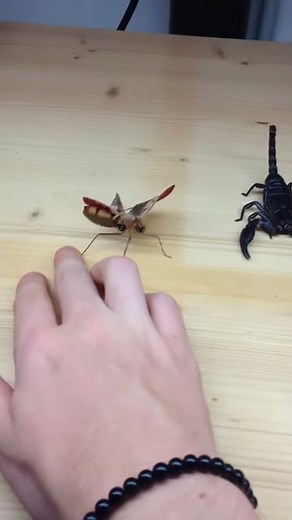 Mantis and Scorpion