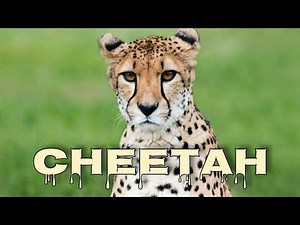 Cheetah meow, cheetah sounds