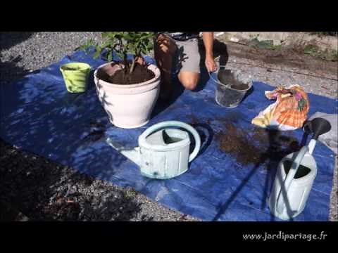 3 - Comment rempoter un jeune citronnier ?