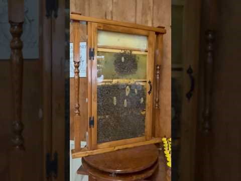 Just found BEES at the garden store!! 😱 Observation Hive Find | First Year Beekeeper