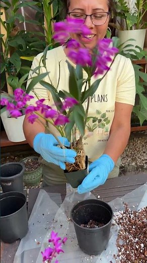 How to transplant your orchids! #gardening #plants #garden
