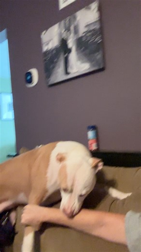 17K views · 784 reactions | viewer discretion advised | Annabelle and Norman | Facebook