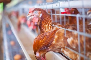 LAYER CAGE (VICHANJA VYA KUKU WA MAYAI) Namna nzuri,rahisi na salama zaidi ya kufuga kuku wa mayai ni kwa kutumia cages. KUKU PROJECT TANZANIA LTD ndio tunaaongoza TANZANIA kwa kuuza cage bora za kuku wa mayai nchini Tanzania. Tunazo cage grade A na B. Cage zetu ni za kiwango kizuri na ndio chaguo la wafugaji wa kati na wakubwa nchini Tanzania. Bei zetu ni nafuu sana na huduma ya ufungaji inapatikana bila malipo. Ngazi tatu kuku 96 Ngazi nne kuku 128 NOTE:Picha zote tunazotumia ni za bidhaa zetu