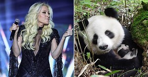 Tohuí, la panda mexicana que inspiró la popular canción “Osito Panda” que cantó Yuri