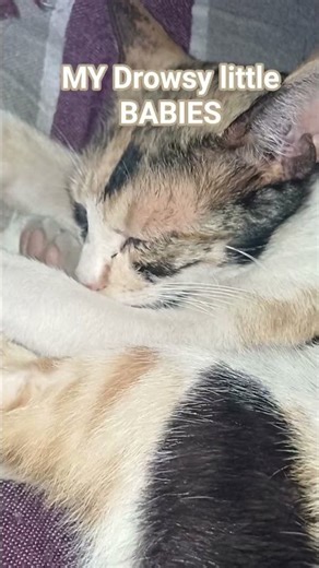 My Drowsy Little Babies 😘😘#cat #bts #youtubeshorts #