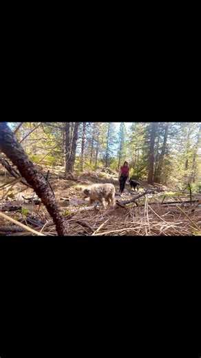 Deep Forest Creek Walk | ASMR