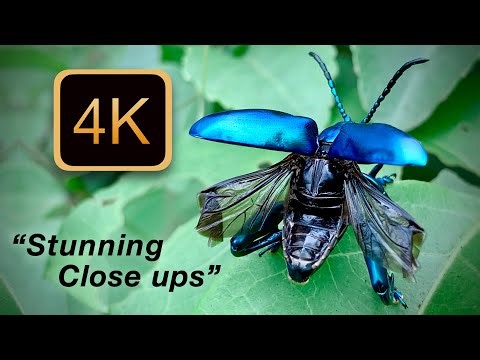 Stunning Close-Up 4K: Colorful Tropical Insects with Calm Piano Music