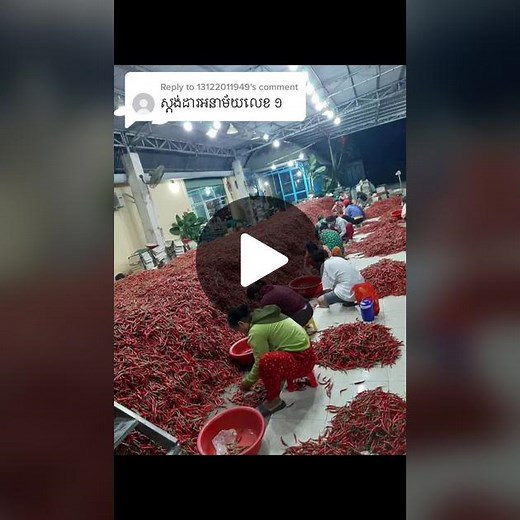 Sorting and Packaging Green Leafy Vegetables Outdoors
