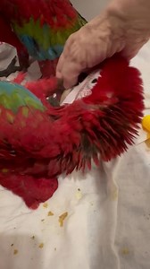 31K views · 4.7K reactions | Oh my word..these guys are THE messiest ever. None have spread  poop, dribble , spit and flicked formula far and wide quite like this bunch… but OMG.. I absolutely love them! All big floofers, all love snuggles, all are party animals and hilarious!! Bestest kids!拾藍 | Macaws And More | Facebook