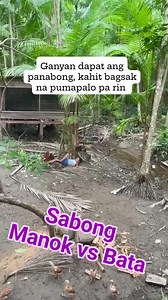 216K views · 1.4K reactions | Sabong, Manok vs Bata 藍 #viralpost2025シ #reelsviralシ #friendsfollowersViewers #foryoupageシforyou #viralreelschallenge #trendingreelsvideo #trend #friends #sabongpinas | Ninyo AGod Add | Facebook