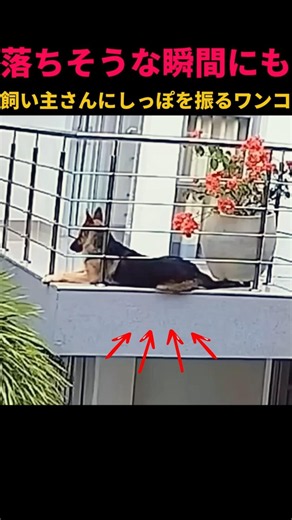 落ちそうな瞬間にも飼い主さんにしっぽを振るワンコ