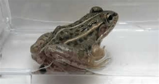 When this beetle is eaten by a frog, it crawls through the frog's guts to escape out the other end (video)