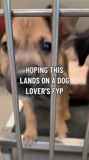 Your local shelters count on you. The dogs count on you. #dogshelter #fyp #dog #adoptdontshop #adopt #doglover