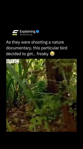 Explaining on Instagram: "During a BBC nature documentary called Last Chance to See, things took an unexpected turn when a male kakapo — a rare, flightless parrot from New Zealand — decided to get a little too friendly with one of the hosts. 🦜😂 As zoologist Mark Carwardine crouched near the bird, the kakapo (named Sirocco) suddenly climbed onto his head and began enthusiastically attempting to mate with him, all while presenter Stephen Fry laughed uncontrollably and commented, “He’s really goi