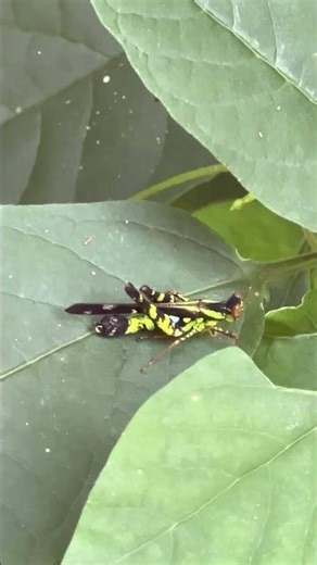 Erianthella Formosana #shorts#insects#grasshopper #Erianthella formosana