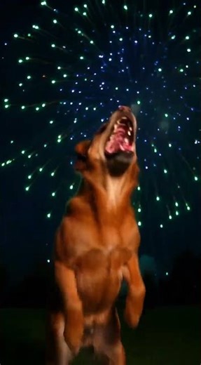 Dog Cheers with Barking Sounds to Fireworks #FireworksFun #DogLife #BarkingJoy