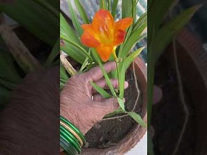 FREESIA. Planting to harvesting. Freesia bulb’s propagation