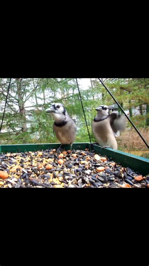 Blue Jays Stealth Mode At The Feeder