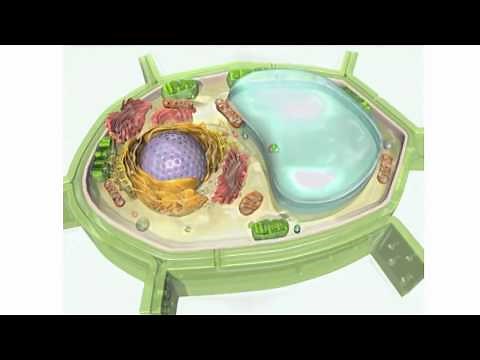 Structure of the plant cell