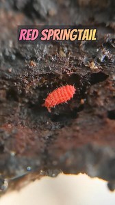 Red Springtails (Collembola) Nature's gummy bear 😍🤗 #springtails #redspringtails #exoticbeasts #exobeasts #spoods #spoodph #spiders #jumpingspider #viralpage #fbreels #reelsfb2024 #fypシ #foryoureels #foryourpage #foryoupage #short #PCF #reptitools #petscocofriend #feeding #animals #pets #exotickeepers #gagamba #vivarium #trendingreelsvideo #trendingnow #trendingreels | Exotic Beasts