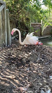 Don’t miss our last Zoo Lates event this year! Join us this Friday until 8 pm for our final Zoo Lates evening of 2020 – there’s more than 135 species to see and 18 free keeper talks to attend so you, your mates or your favourite primate can soak up the sunset alongside incredible wildlife, including our fabulous flock of flamingo. Our flamingo are displaying some fascinating nesting behaviours this breeding season. You can see the flock mound-building which is an important part of this process, 