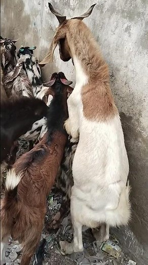 Male Goat Mounts Female Goat #animalshorts #animallife #shortsviral #youtubeshorts