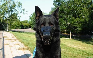How to Select a Muzzle for Your Dog