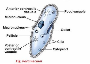 Paramecium - Alchetron, The Free Social Encyclopedia