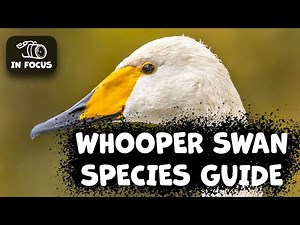 WHOOPER SWAN Species Guide: Things you need to know