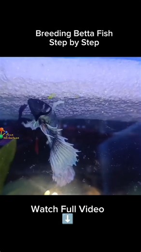 How to Breed Betta FISH 🐠 Step by Step #bettafish #bettabreeding