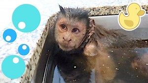 Baby monkey Happy shares a hot relaxing bath with his big brother capuchin MonkeyBoo! Watch this funny monkey play with the water and even eat some baby soap and make bubbles! Poor Boo just wants to relax in the water and enjoy his bath but Happy is all over the place. MonkeyHappy sure loves his big brother, he’s such a cute monkey! Capuchin monkeys are other exotic pets need to be socialized in order to promote healthy growth and development. | MonkeyBoo