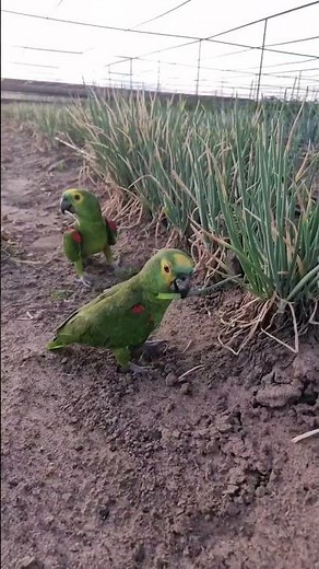 Two Yellow-Headed Amazon Parrots Roaming Freely | Parrot Duo Adventures
