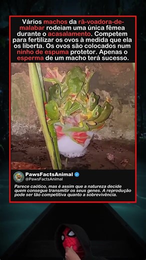 Quando muitos machos competem por uma única fêmea